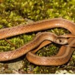 Dekay's Brownsnake