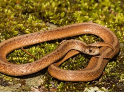 A De Kay’s Brown Snake