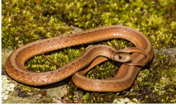 Alabama Garden Snakes: Identifying The Most Common Snakes In Your ...