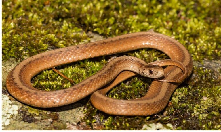 dekay's brown snake on green background