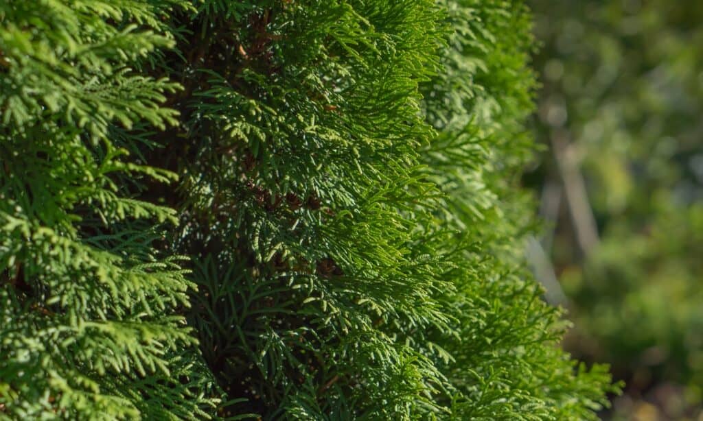 Green Giant Arborvitae closeup