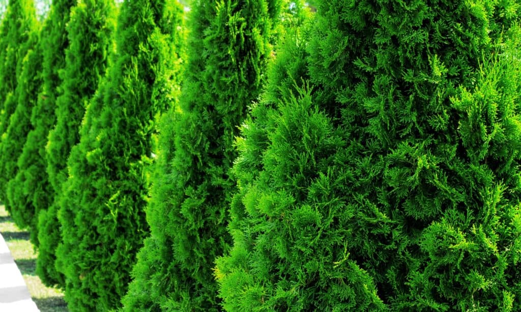 Green Giant Arborvitae in a row