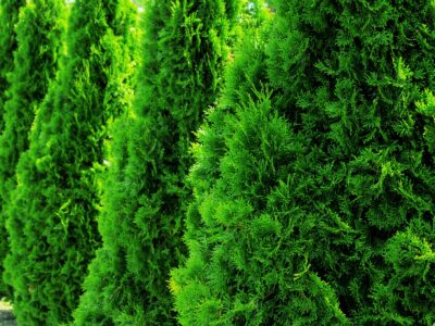 A Emerald Green Arborvitae vs. Green Giant: What Are the Differences?