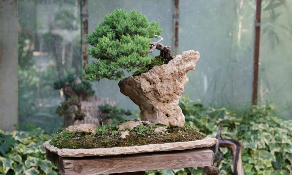 Juniper Bonsai Tree