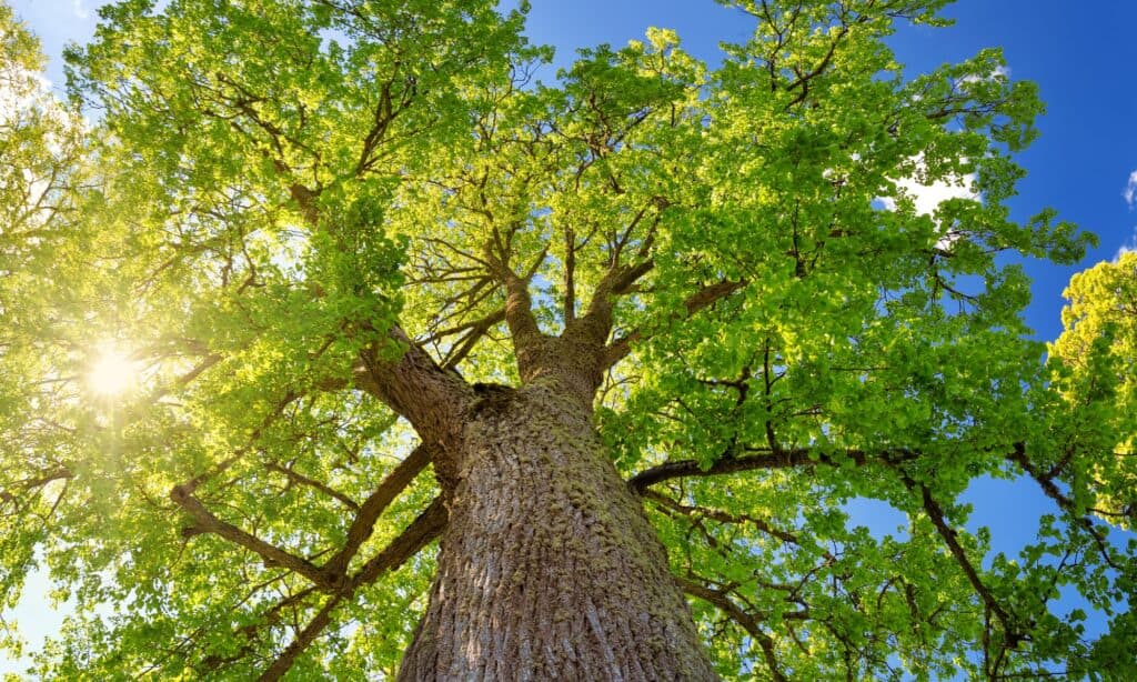 ต้น Basswood ขนาดใหญ่มีถิ่นกำเนิดในอเมริกาเหนือ
