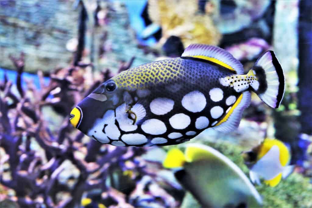 Triggerfish are normally found in a reef environment.