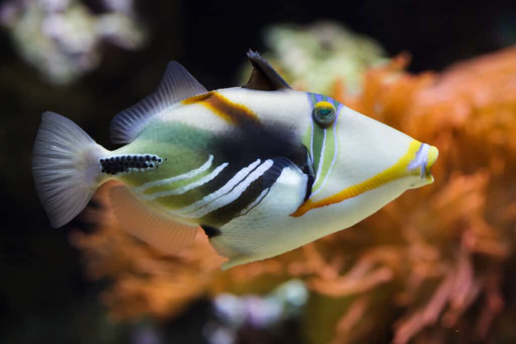 multi-colored Triggerfish