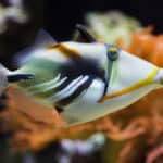 Triggerfish