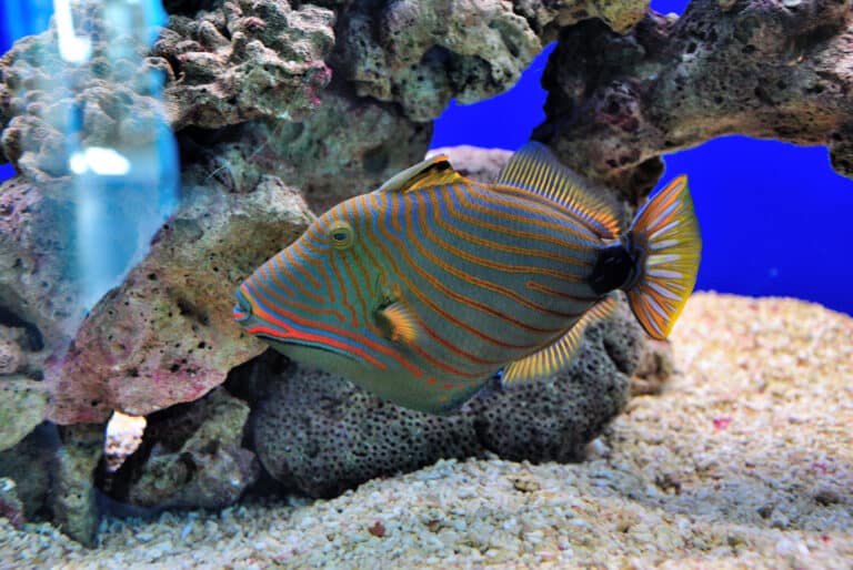 Triggerfish with coral