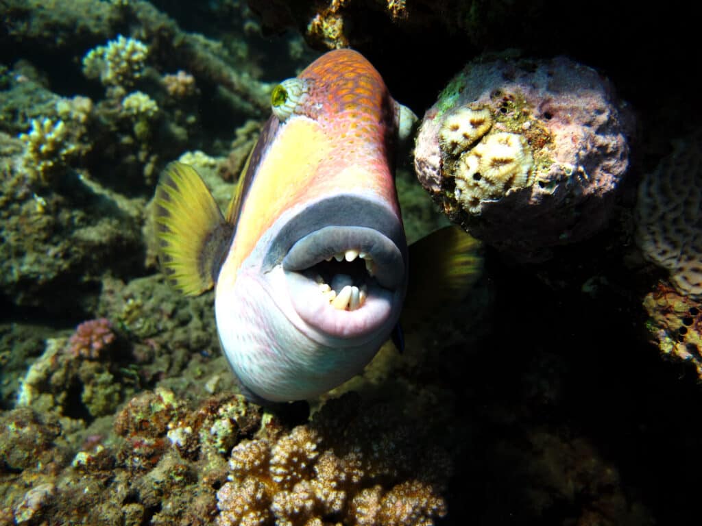 trigger fish with teeth
