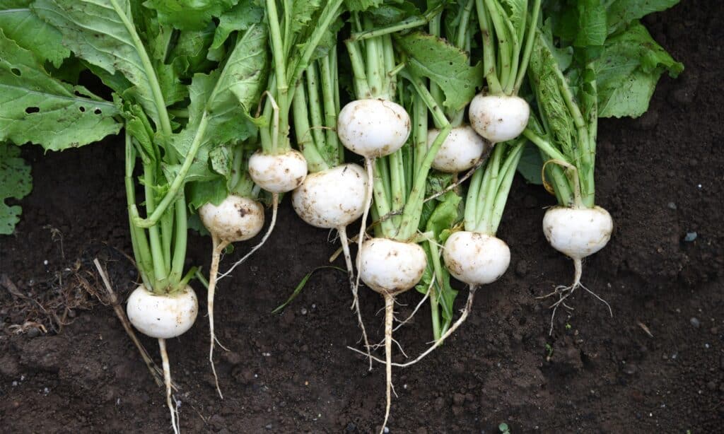 turnip harvest