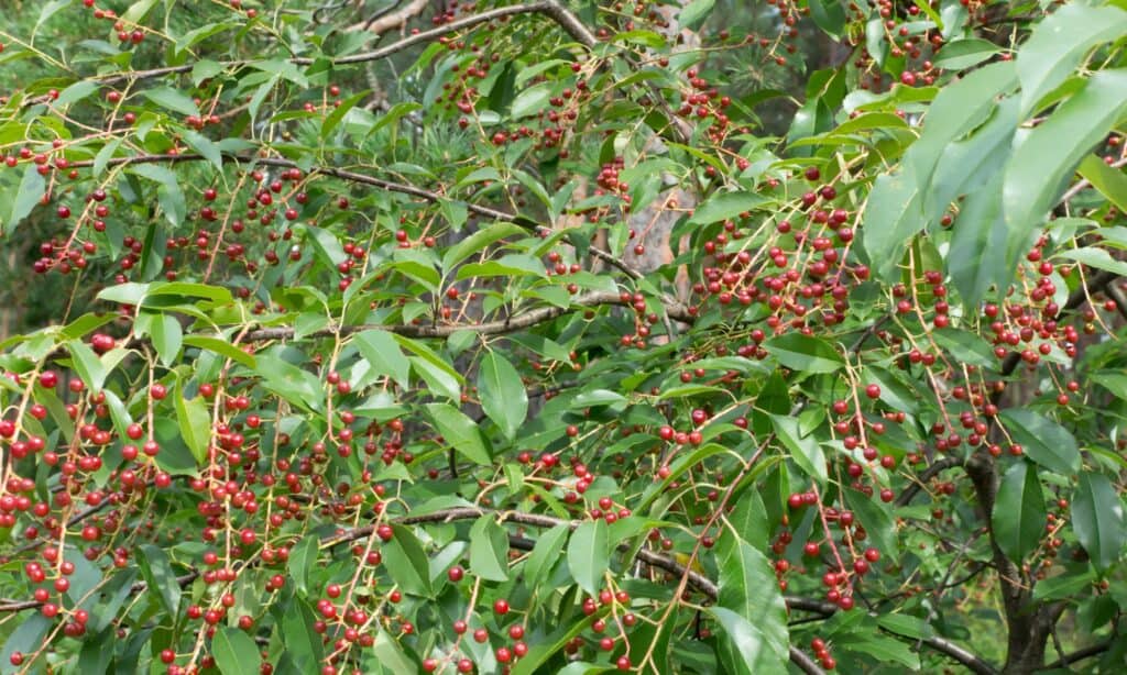 chokecherry bushes