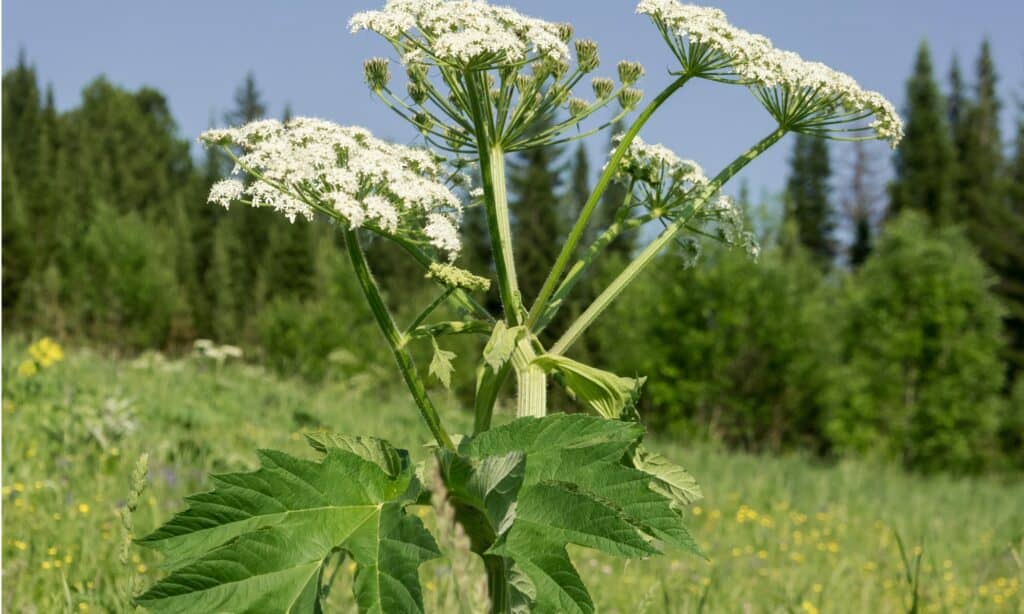 cow parsnip