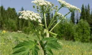 Cow Parsnip vs Giant Hogweed: 5 Key Differences Picture