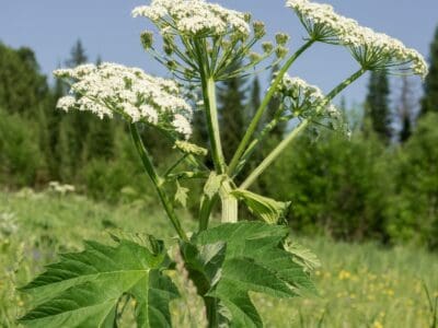 A Cow Parsnip vs Giant Hogweed: 5 Key Differences