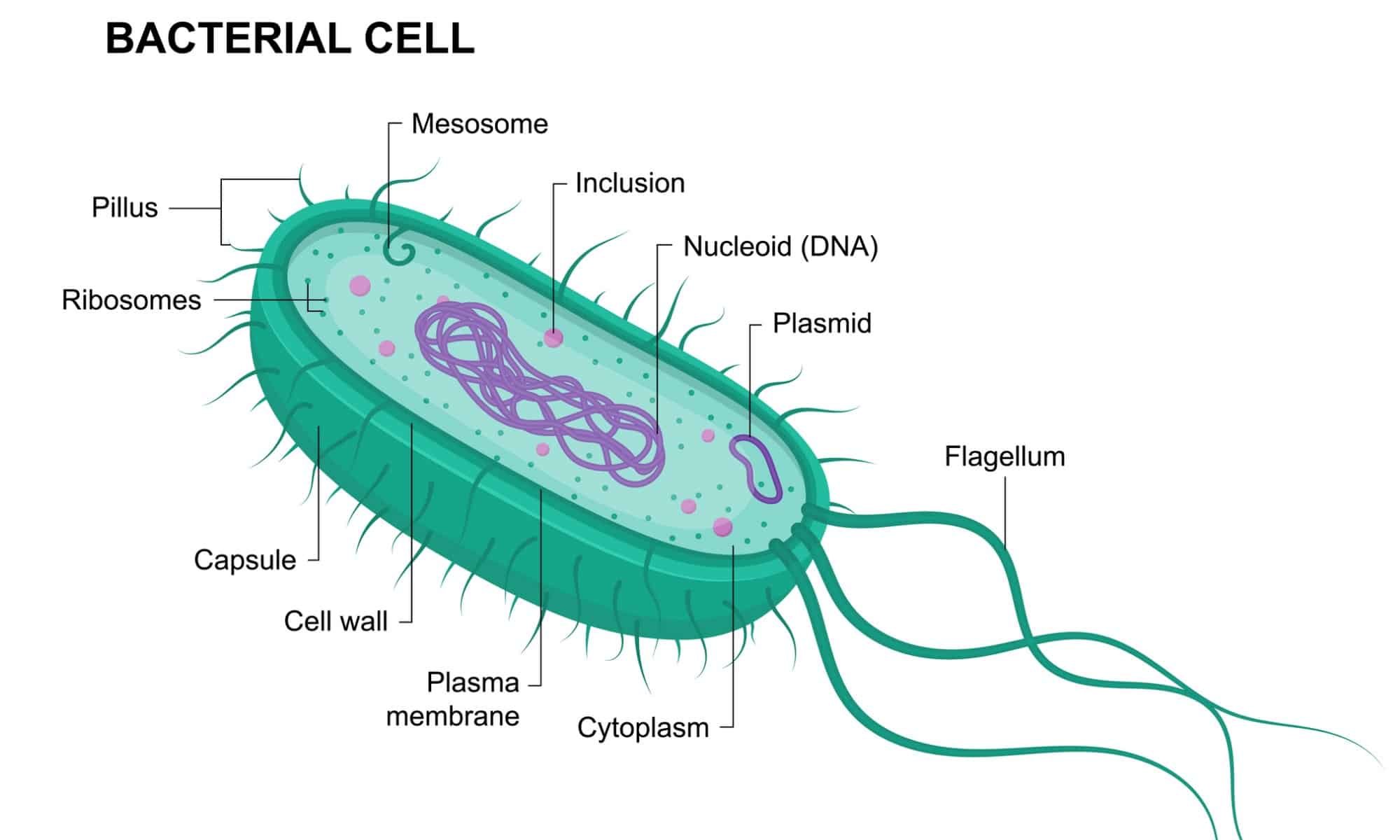 Шестиугольные клетки бактерии болезни
