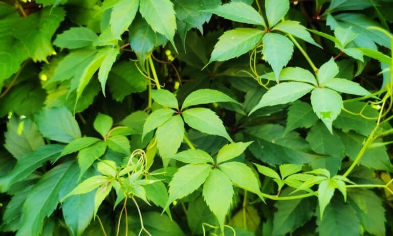 virginia creeper closeup