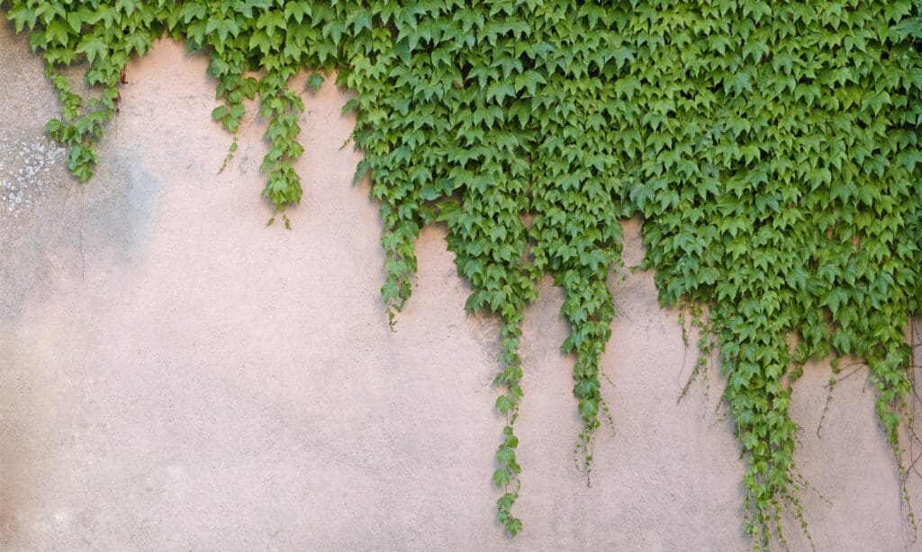 boston ivy creeping down what appears to be a light peach stucco wall