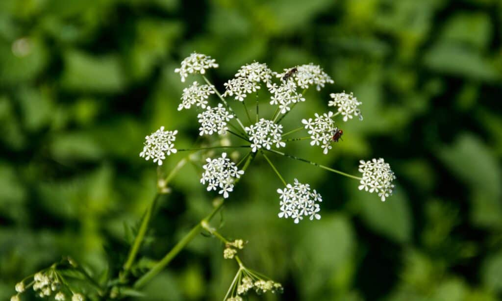 water hemlock