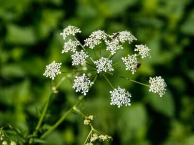 A Discover 7 Poisonous Plants in Colorado You Should Avoid