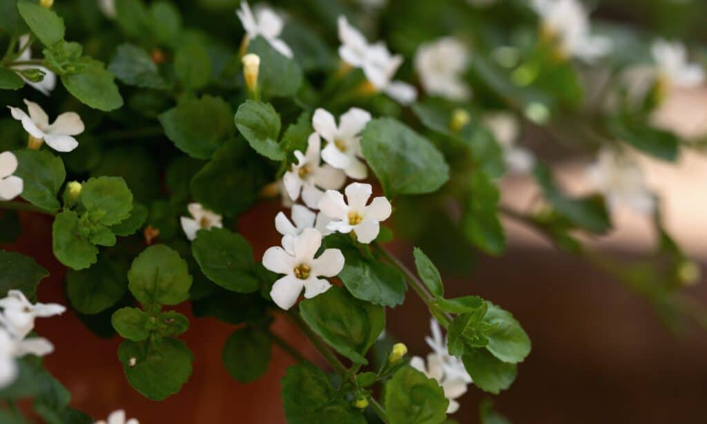 Image of Rust on white annual flower