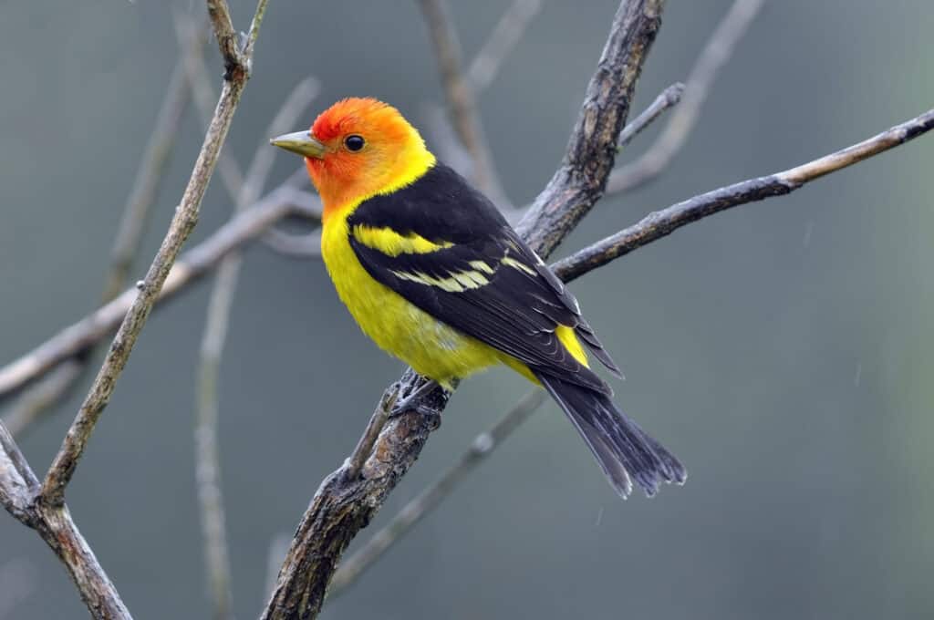 Western Tanager on tree branch
