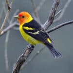 Western Tanager