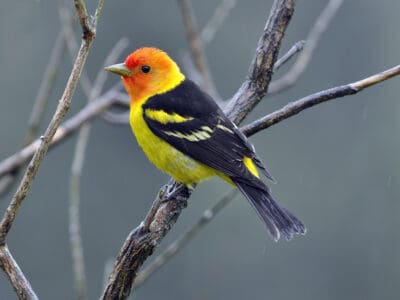 A Western Tanager