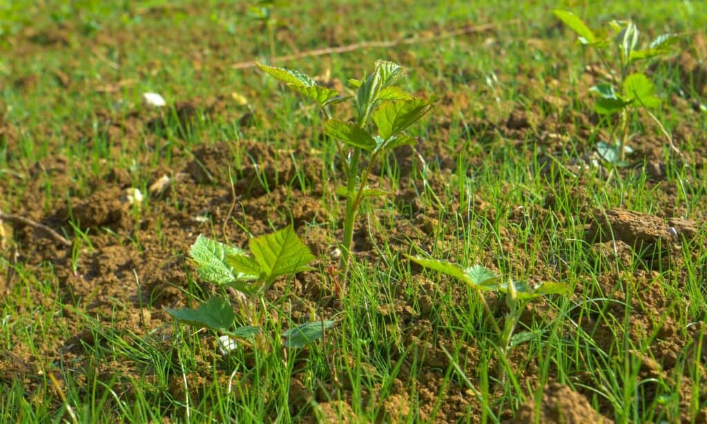 Blackberry Seeds