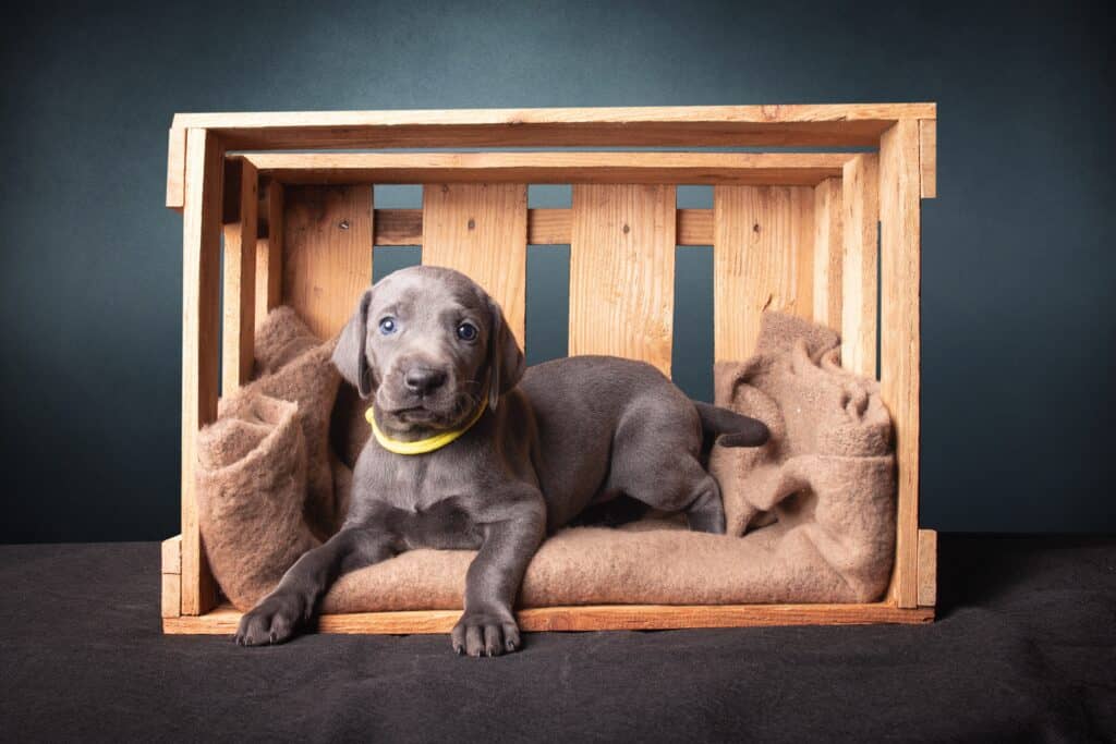 wooden dog crate