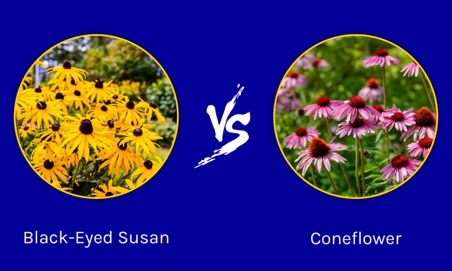 BlackEyed Susan vs. Coneflower What's the Difference? AZ Animals