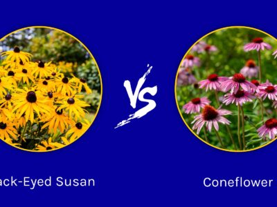 A Black-Eyed Susan vs. Coneflower: What’s the Difference?