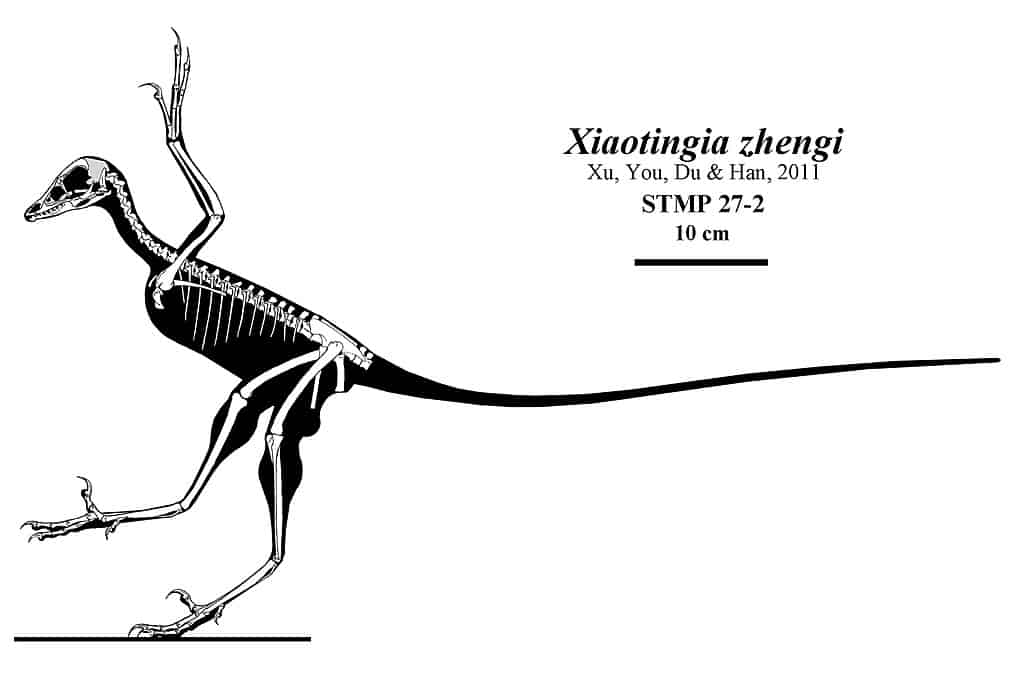 Xiaotingia