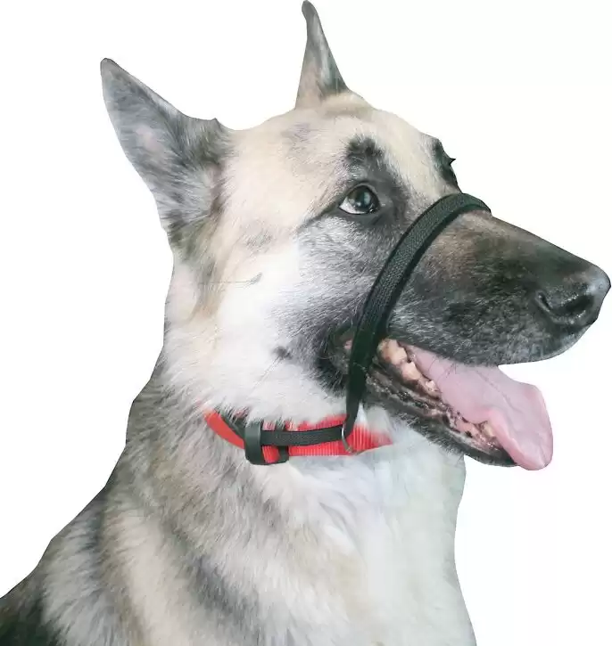 Achieve Effective Training with the Sporn Training Leash™ Collar