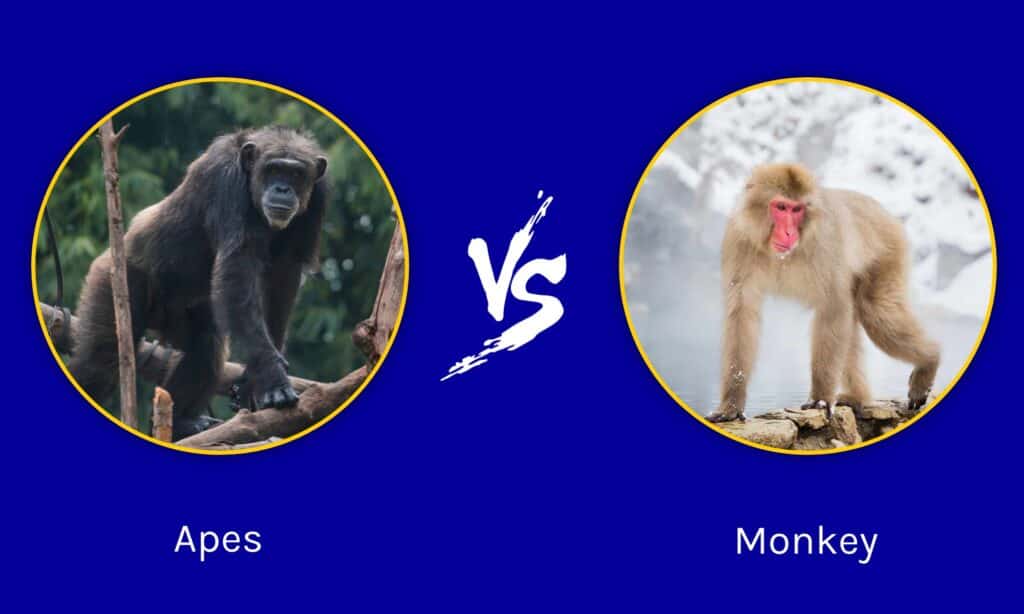 Apes vs Monkey
