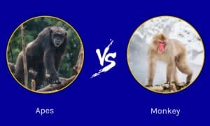 Apes vs Monkeys: Same Or Different? Picture