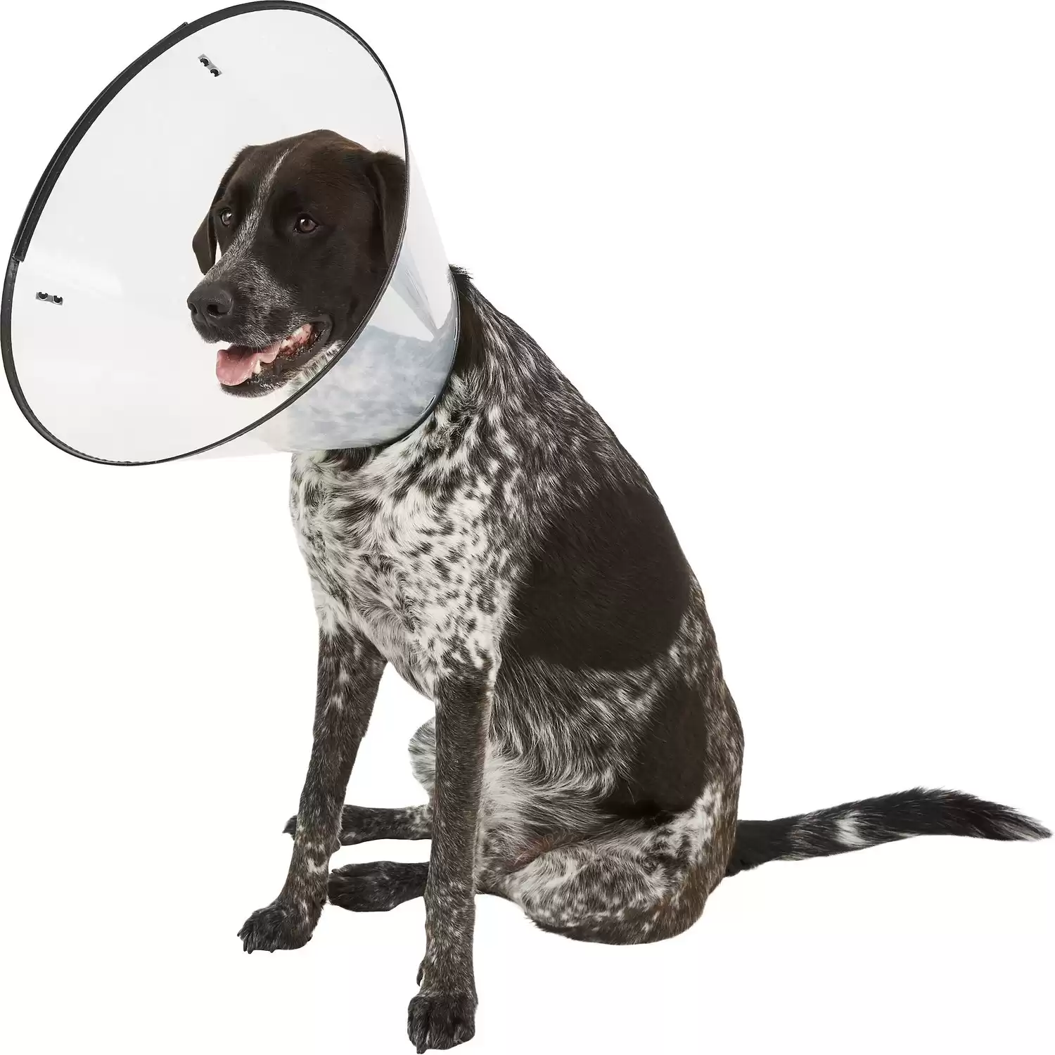 Dogswell Remedy + Recovery Dog E-Collar