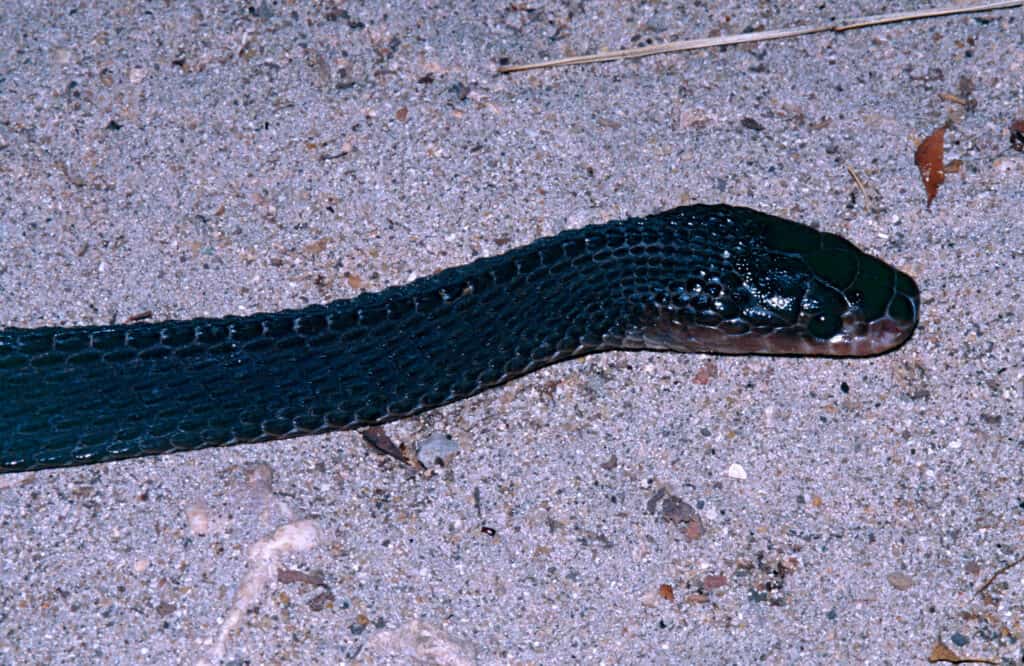 Cape file snake (Limaformosa capensis)