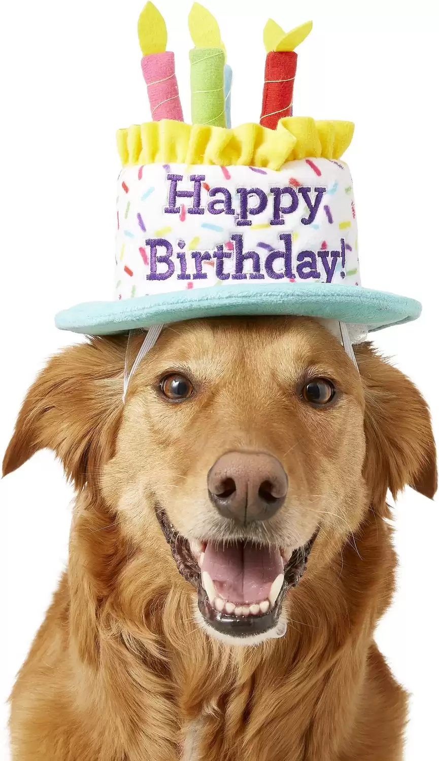 Frisco Birthday Cake Dog & Cat Hat