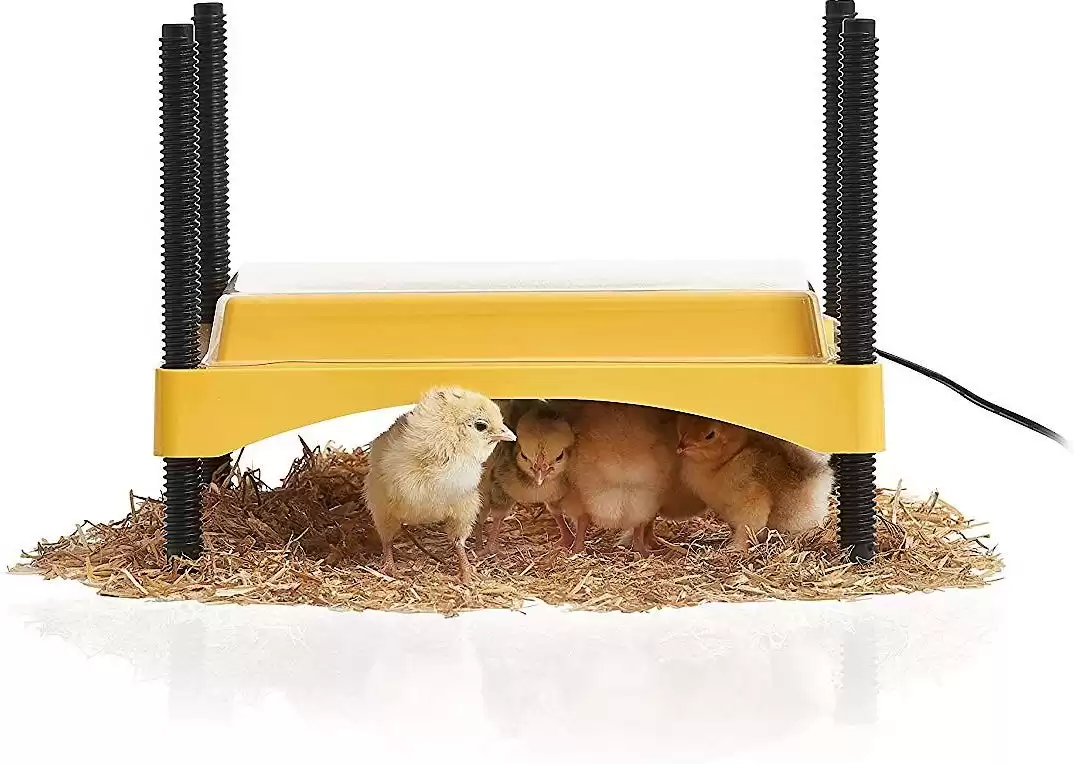 Brinsea EcoGlow Safety 600 Chick & Duckling Brooder