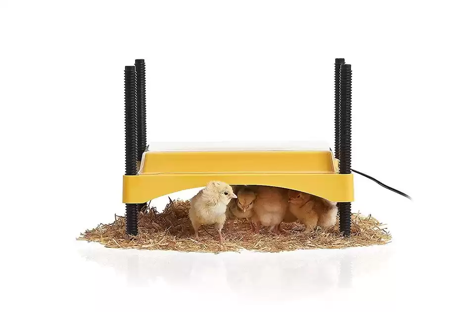 BRINSEA EcoGlow Safety 600 Chick & Duckling Brooder - Chewy.com