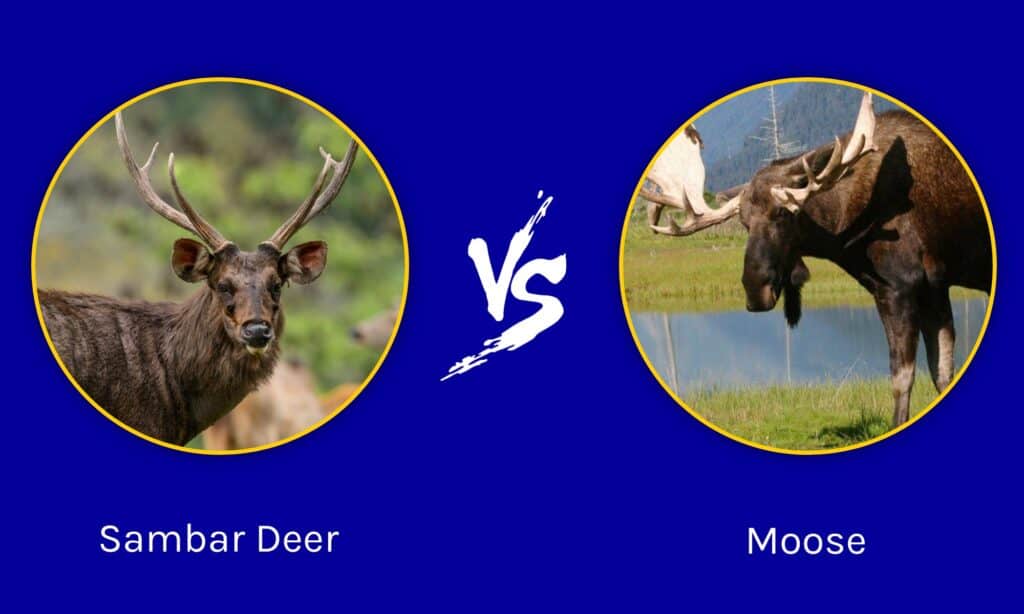Sambar Deer vs Moose