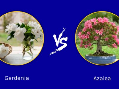 A Gardenia vs Azalea: What Are Their Differences?