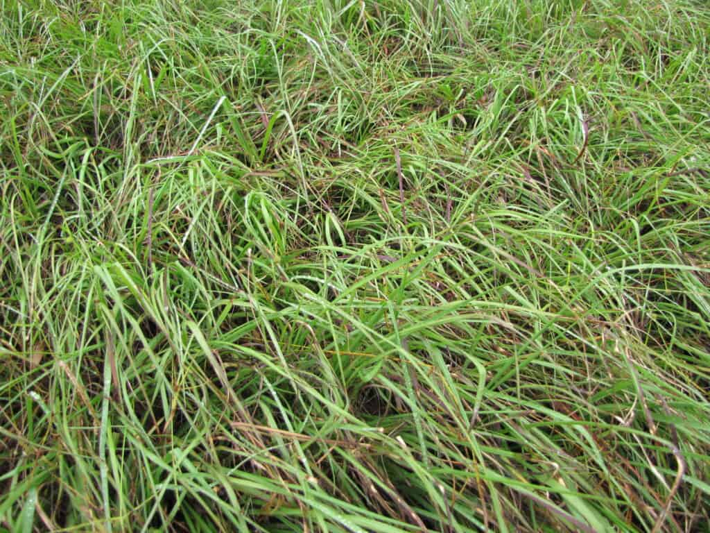 Paspalum notatum (Bahia grass) Forage trials habit at Mealani Ag Station Waimea, Hawaii, Hawaii.