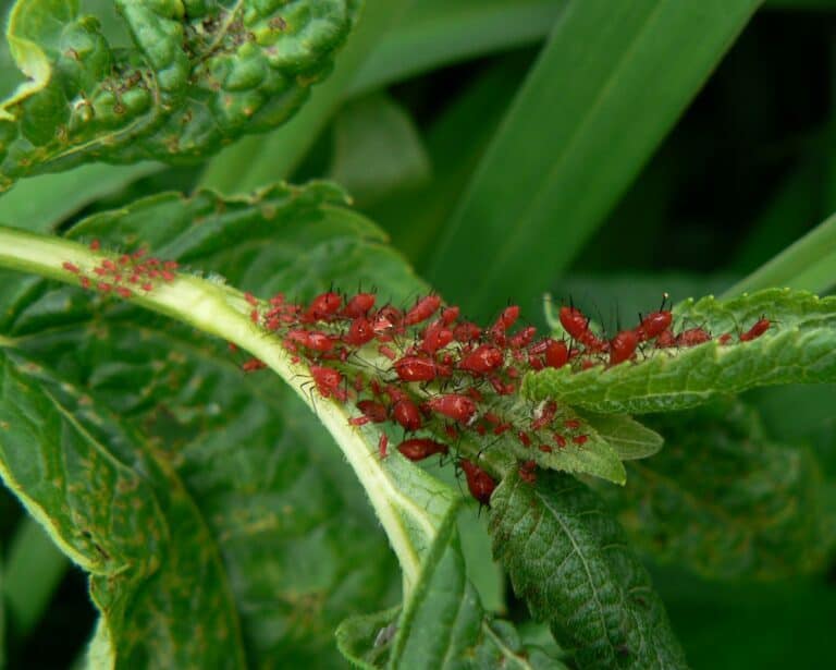 Red aphids on a plant