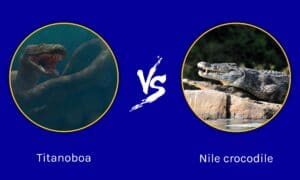 Epic Animal  Battles: The Largest Snake Ever vs. A Nile Crocodile  Picture