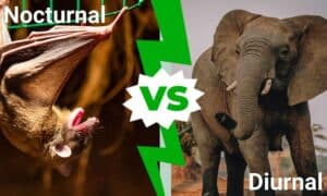 Nocturnal vs Diurnal: What’s The Difference? Picture
