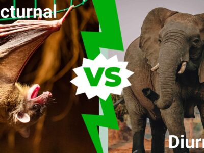 A Nocturnal vs Diurnal: What’s The Difference?