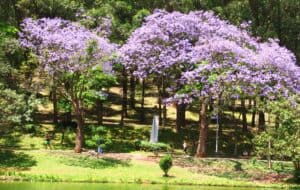 The 11 Best Purple Flowering Trees in Florida Picture