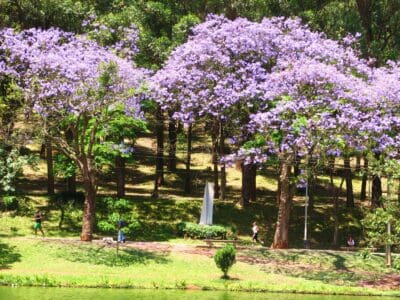 A The 11 Best Purple Flowering Trees in Florida